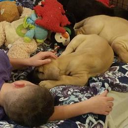 Great Dane Puppies from VanDelft Danes