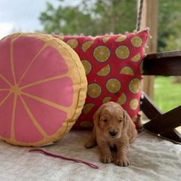 Pink Collar - Golden female Golden Retriever puppy in Monroe, Tennessee from Golden Girls Furever Friends