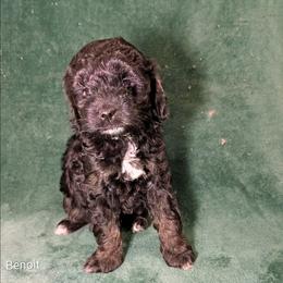 Benoit - Black and white male Cockapoo puppy in Sunset, Louisiana from Cano Cockapoos