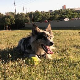 Gemma - Border Collie