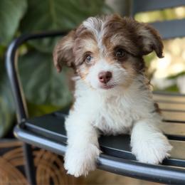 Twix - Brown and white female Aussiedoodle puppy in Los Angeles, California from LA’s Favorite Puppies