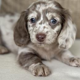Finn - Dapple male Dachshund puppy in Bentonville, Arkansas from Boujee Buns Dachshunds