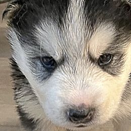 Siberian Huskies from Greedy Dogs 101: Siberian Husky’s