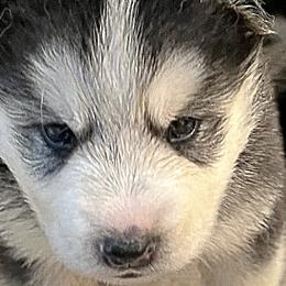 Siberian Huskies from Greedy Dogs 101: Siberian Husky’s