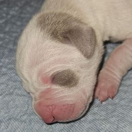 Tobias - Silver male Great Dane puppy in Towaco, New Jersey from MommaDukes Danes