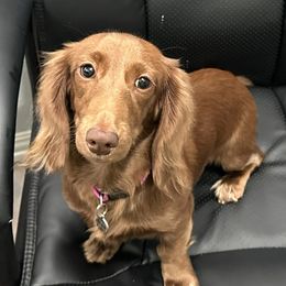 Ginger - Dachshund