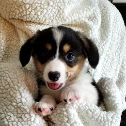 Pembroke Welsh Corgi Puppies from Patrick's Pembroke Welsh Corgis