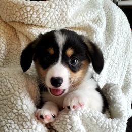 Pembroke Welsh Corgi Puppies from Patrick's Pembroke Welsh Corgis