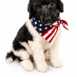 Yelena - Parti female Poodle puppy in Washington, Pennsylvania from Patriotic Poodles