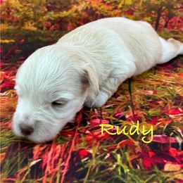 Rudy - Wheaten male Miniature Schnauzer puppy in Sylvania, Georgia from Southern Sky Miniature Schnauzers