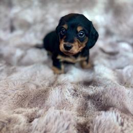 Twix - Black and cream female Dachshund puppy in Lincoln, California from ForeversEdge Doxies
