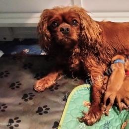 Cavalier King Charles Spaniel puppies from Cavaliers King Charles Spaniels at Carmen Acres Farm