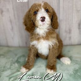Lumen - Red  male Goldendoodle puppy in Houston, Texas from Golden Life Doodles
