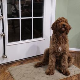Ruby - Goldendoodle