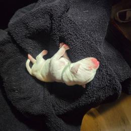 Princess - sage - White and black female Dalmatian puppy in Palmer, Massachusetts from Delaney's Dalmatians 2