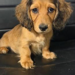 Daphne - Red female Dachshund puppy in Tonopah, Arizona from Brandie's Dachshunds