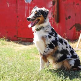 Miniature Australian Shepherd and Toy Australian Shepherd Puppies from Mesquite Tree Aussies
