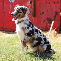 Miniature Australian Shepherd and Toy Australian Shepherd Puppies from Mesquite Tree Aussies
