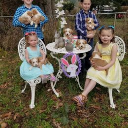Tibetan Terrier Puppies from Zara Tibetan Terriers