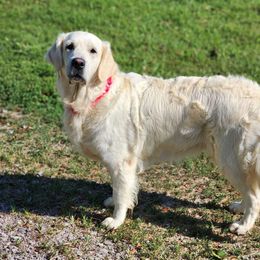 Maddie - Golden Retriever