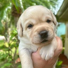 Girl 4 - Yellow female Labrador Retriever puppy in Vero Beach, Florida from Southern Sunshine Labradors