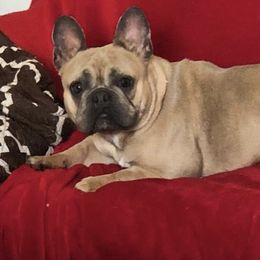 French Bulldogs from Powerline Frenchies