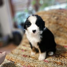 Blue collar - Black tri male Miniature American Shepherd puppy in Griswold, Connecticut from Flatrock's Mini American Shepherd's