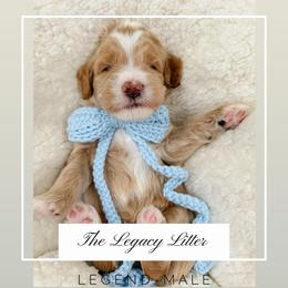 Legend - Apricot male Goldendoodle puppy in Hollister, Missouri from Wild Acres Goldendoodles
