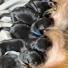 Boy 3 - Blue and tan male Australian Terrier puppy in Illinois from Djinda Australian Terriers