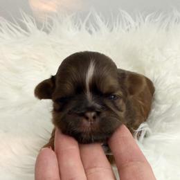 Donner - Chocolate and tan male Shih Tzu puppy in Connersville, Indiana from Anna’s Farmhouse Shihtzus