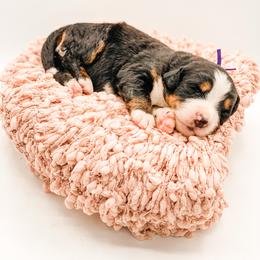 Willow - Black rust and white female Bernese Mountain Dog puppy in Hudson, Indiana from TurkeyCreek-K9