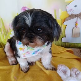 Nova - Shih Tzu