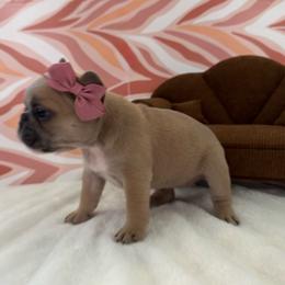 Star - Blue fawn female French Bulldog puppy in Riverview, Florida from The Frenchie Lady Co.
