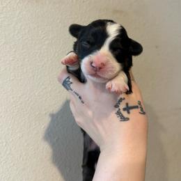 Jelly bean- Full fluff - Black and tan male Pembroke Welsh Corgi puppy in Aberdeen, Washington from Coastal country Farms