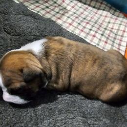 Girl 1 - Brown brindle female American Staffordshire Terrier puppy in Springfield, Illinois from Prairieland Kennels