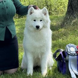 Australian Shepherds and Samoyeds from SnowBlitz Samoyeds and CoralBlitz Aussies