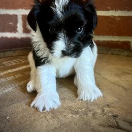 Miniature Schnauzer and Schnoodle Puppies from Behind the Beard Schnauzers