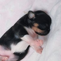 Girl1 - Black and white female Chihuahua puppy in Alaska from Snowy Mountains Chihuahua