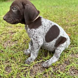 James - Liver and white male German Shorthaired Pointer puppy in Georgia from CMC Farms