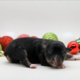 Male 2 - Black tri male Miniature American Shepherd puppy in Childress, Texas from Taylor Farms