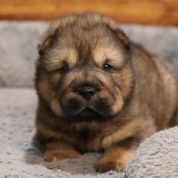 Chinese Shar-Pei Puppies from SNK Shar-Pei