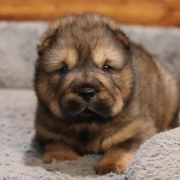 Chinese Shar-Pei Puppies from SNK Shar-Pei