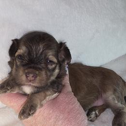 F2 - Red female Havanese puppy in Deer Park, Washington from Mt. Top Havanese