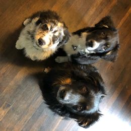 Australian Shepherd All Grown Up from K & R Australian Shepherds