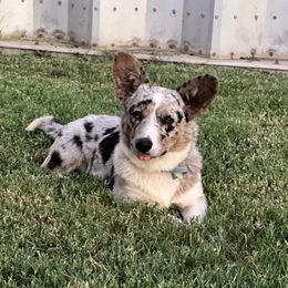 Motley - Cardigan Welsh Corgi
