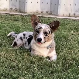 Motley - Cardigan Welsh Corgi