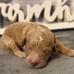 Girl 4 - Red female Cavapoo puppy in Bradenton, Florida from Christianna’s Mini Goldendoodles