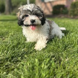 Milo - Black and white male Shichon puppy in Lititz, Pennsylvania from Painter Puppies