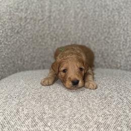Wilder - Red  male Goldendoodle puppy in Layton, Utah from Gracious Doodle Dogs