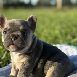 French Bulldog Puppies from Cassie’s Frenchie Palace